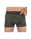 Boxer Hom Ho1 Foliage